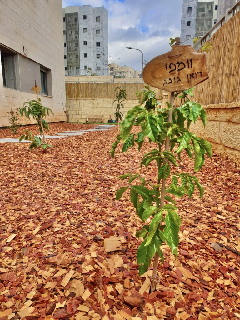 שבבי אקליפטוס אדמדמים לחיפוי קרקע